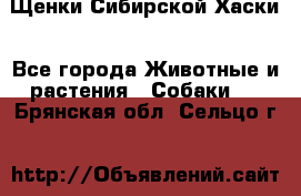 Щенки Сибирской Хаски - Все города Животные и растения » Собаки   . Брянская обл.,Сельцо г.